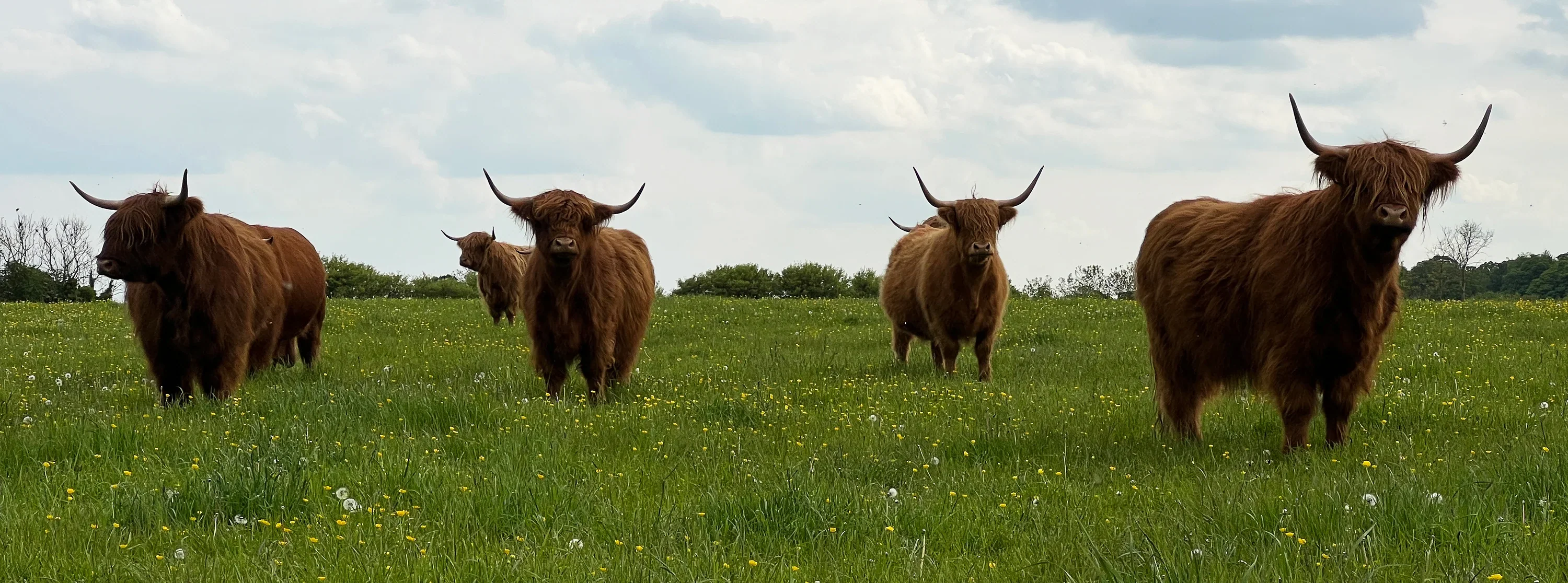 Authentic Highlands, Directly From Northamptonshire